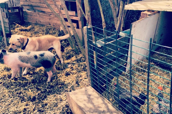 la briche foraine 001